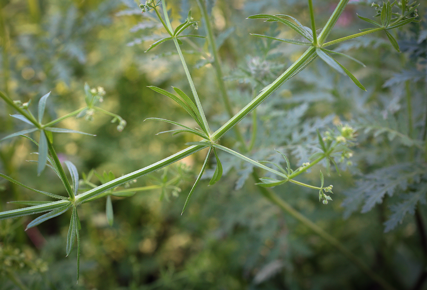Изображение особи Galium spurium.