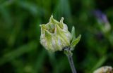 Melandrium latifolium