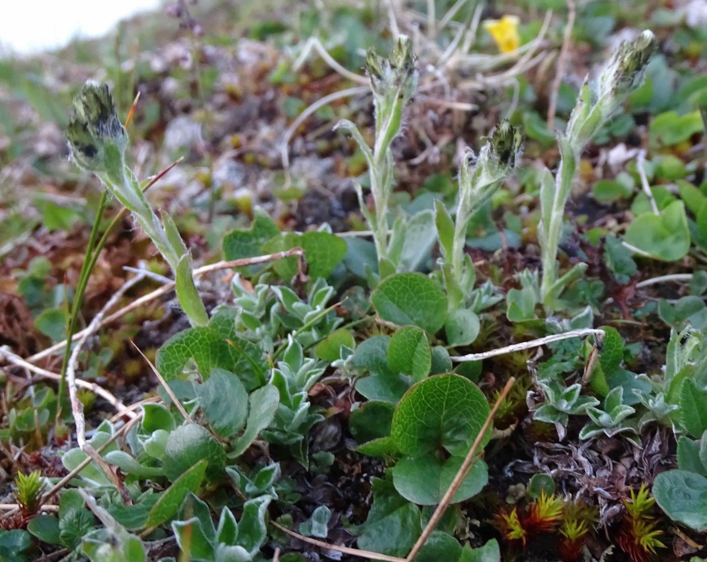 Изображение особи Antennaria canescens.