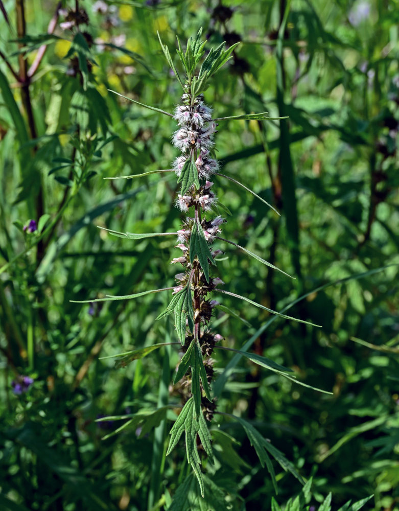 Image of Leonurus quinquelobatus specimen.