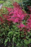 Astilbe simplicifolia