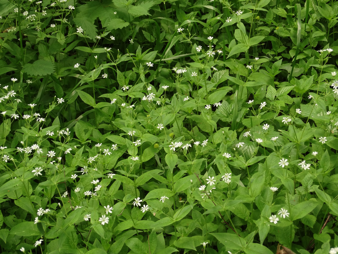 Изображение особи Stellaria nemorum.