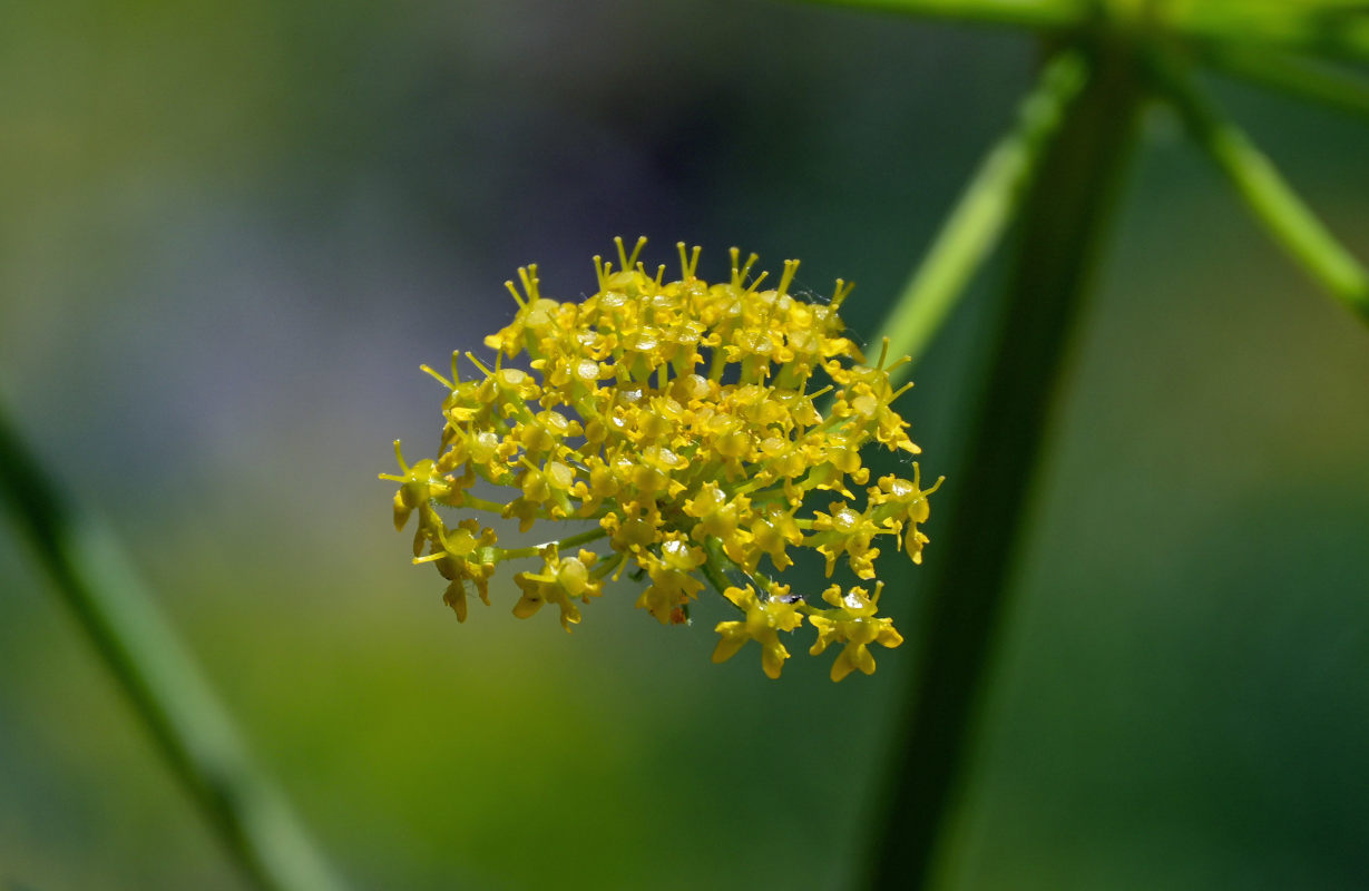 Image of Pastinaca pimpinellifolia specimen.