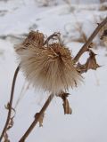 Cirsium pendulum