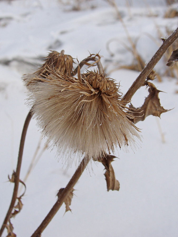 Image of Cirsium pendulum specimen.