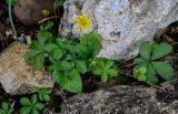 Potentilla reptans. Цветущее растение. Грузия, Имеретия, г. Кутаиси, каменистый участок у подножия склона. 14.06.2023.