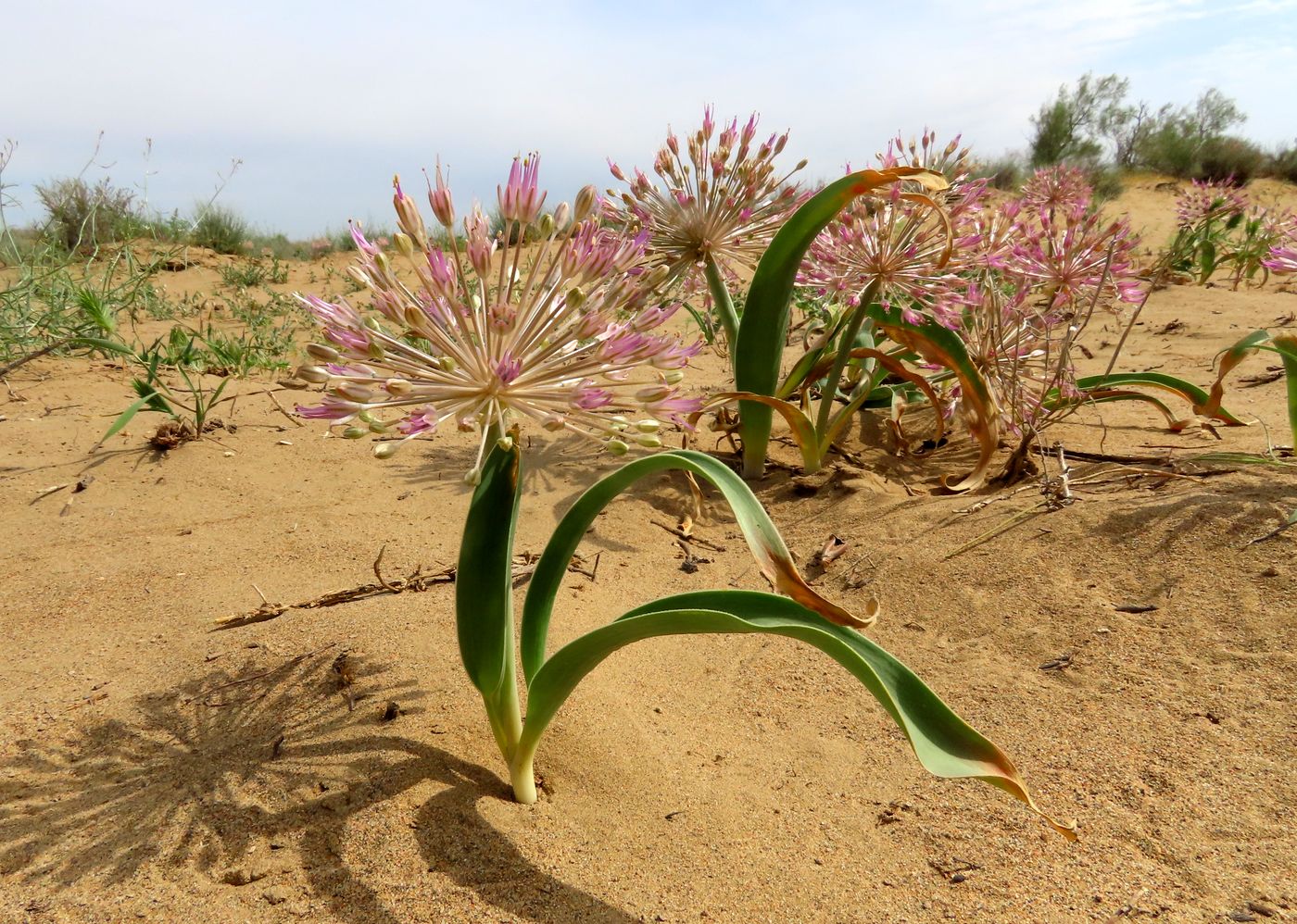 Image of Allium caspium specimen.