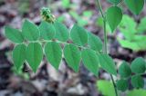 Vicia crocea