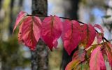 Euonymus verrucosus. Верхушка ветви с листьями в осенней окраске. Московская обл., Орехово-Зуевский гор. округ, окр. оз. Горбатое, смешанный лес. 23.09.2023.