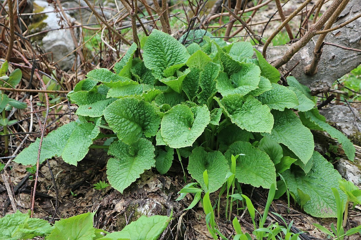 Image of Unknown species specimen.