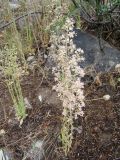 Rosularia paniculata