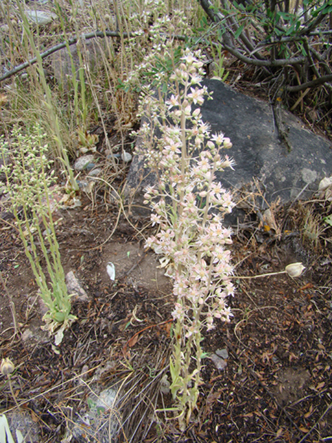 Изображение особи Rosularia paniculata.