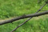 род Robinia
