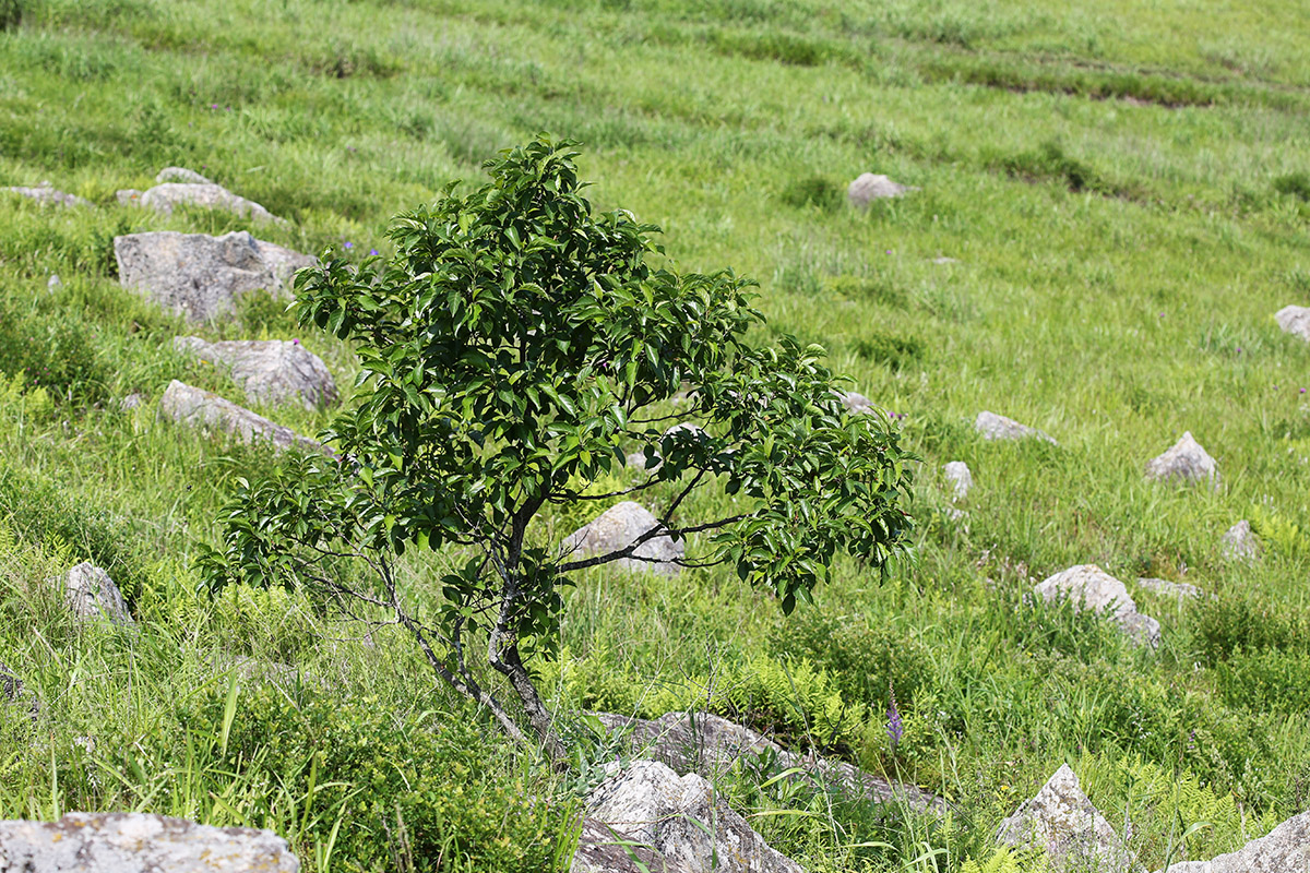 Image of Alnus japonica specimen.