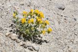 Arnebia decumbens. Цветущее растение. Таджикистан, Горно-Бадахшанская автономная обл., Ишкашимский р-н, Шахдаринский хр., дол. р. Памир, выс. ≈ 3800 м н.у.м., сухой каменистый склон. 3 июля 2024 г.