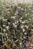 Crambe maritima