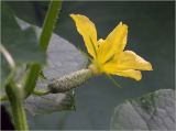 Cucumis sativus