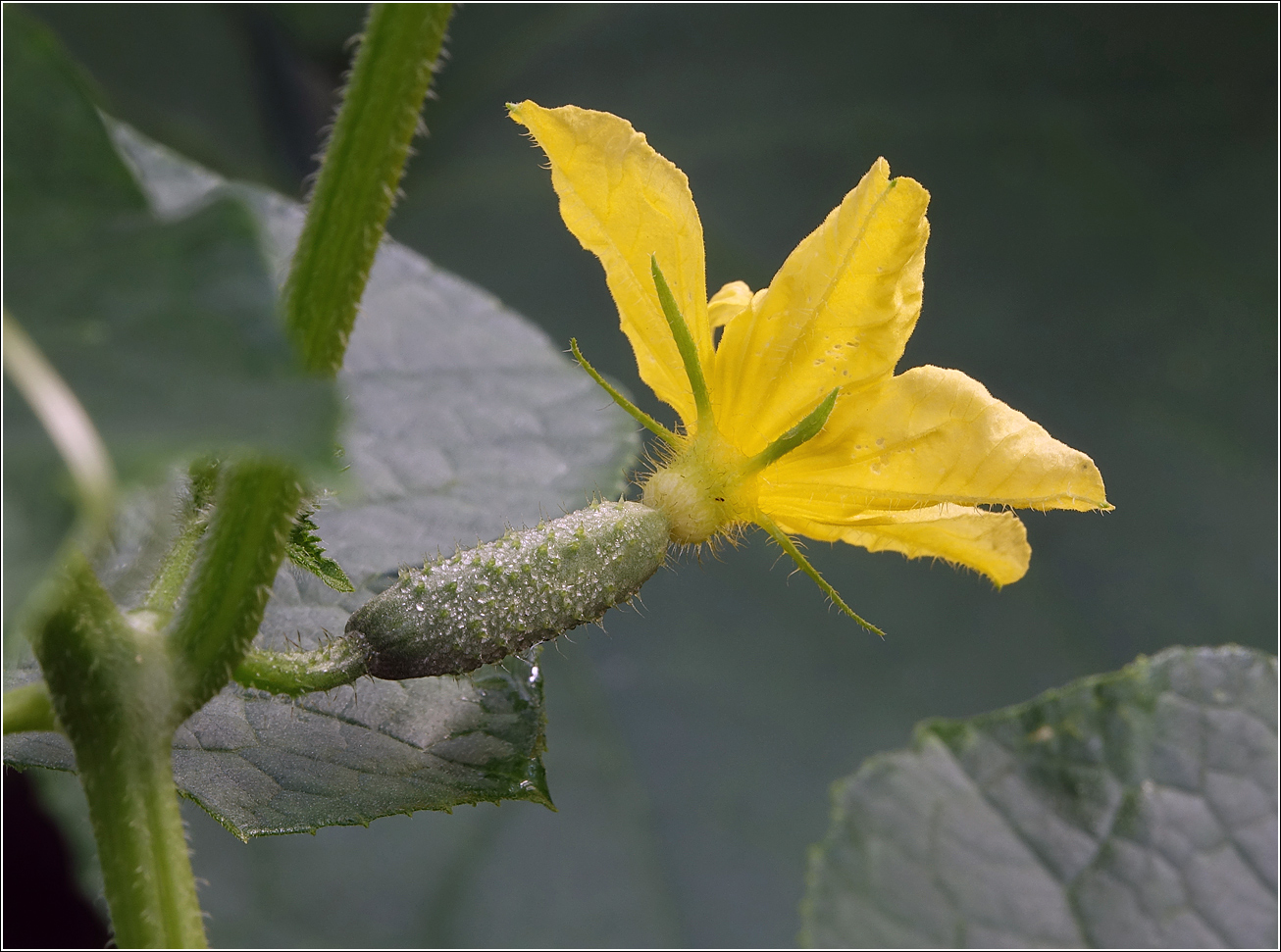 Изображение особи Cucumis sativus.