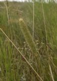 Phleum pratense. Верхушка плодоносящего растения. Липецкая обл., Данковский р-н, 150 м от Камня Кудеяра, правый берег р. Дон, степь. 2 августа 2024 г.