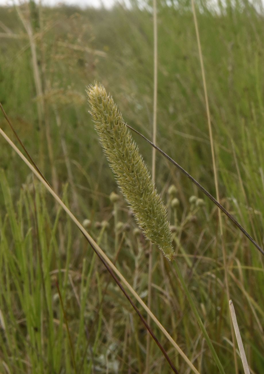 Image of Phleum pratense specimen.