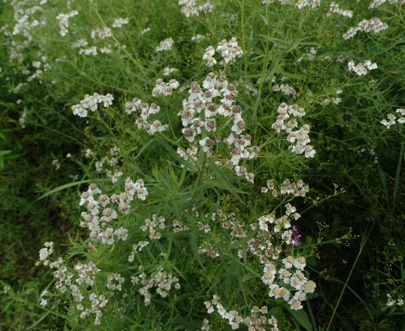 Image of Achillea salicifolia specimen.