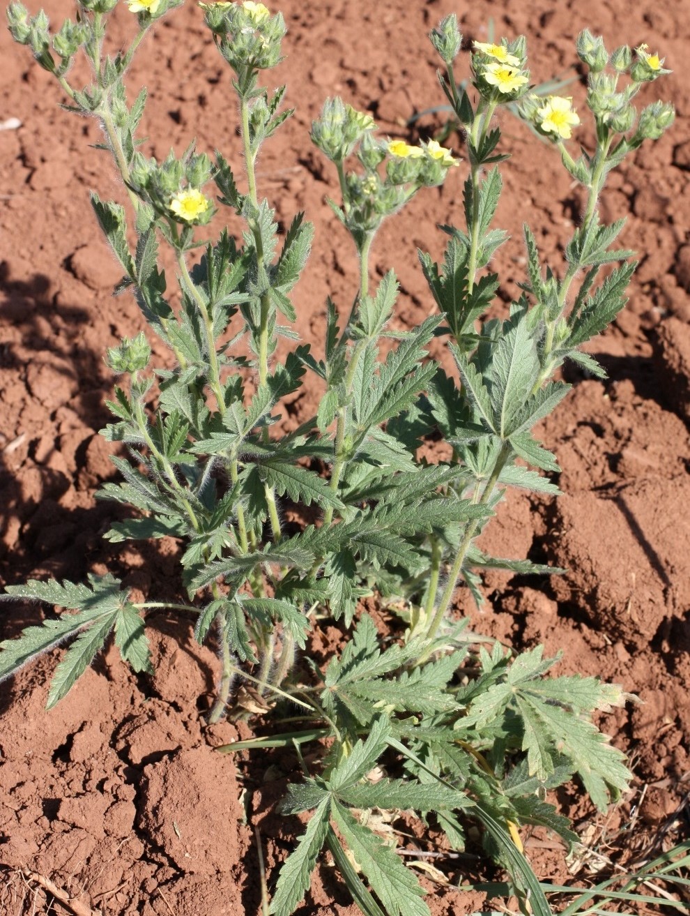 Изображение особи Potentilla pedata.