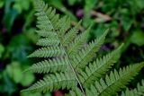 Dryopteris carthusiana