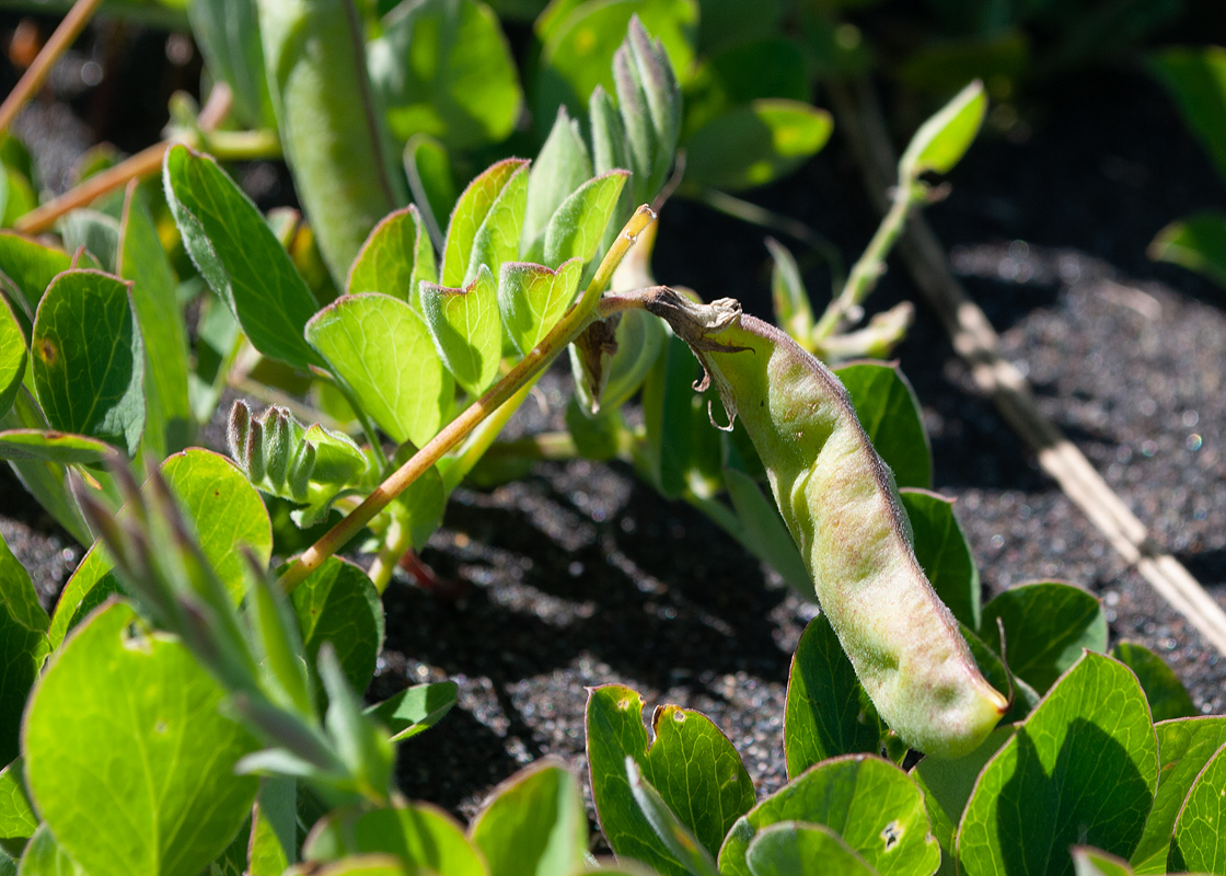 Изображение особи Lathyrus japonicus.