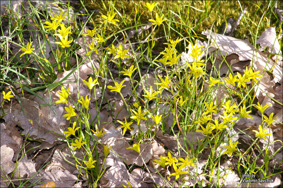 Image of Gagea chrysantha specimen.