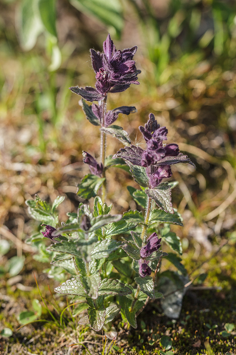Image of Bartsia alpina specimen.