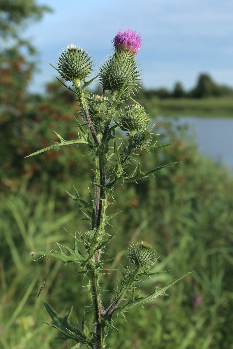 Изображение особи Cirsium vulgare.