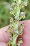 Triglochin maritima