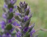 Ajuga orientalis. Верхушка соцветия. Краснодарский край, Крымский р-н, окр. станицы Неберджаевская, пушистодубово-грабинниковое редколесье на задернованном скальном обнажении из новороссийского флиша. 02.04.2025.