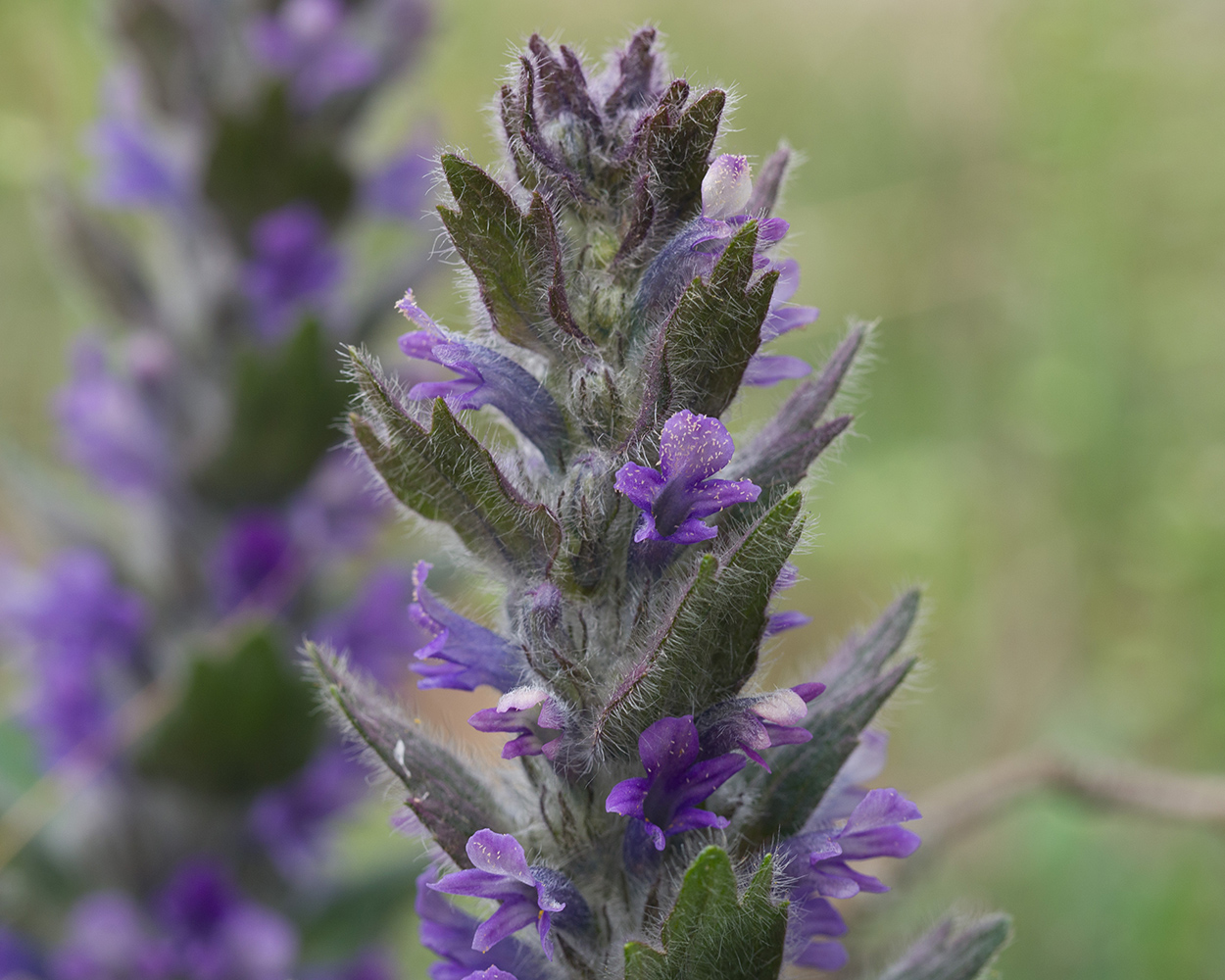Изображение особи Ajuga orientalis.
