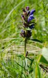 Dracocephalum ruyschiana. Верхушка побега с бутонизирующим соцветием с отдельными цветками. Оренбургская обл., Саракташский р-н, Жёлтинский сельсовет, окр. Кандуровского карьера, степь. 28 мая 2024 г.