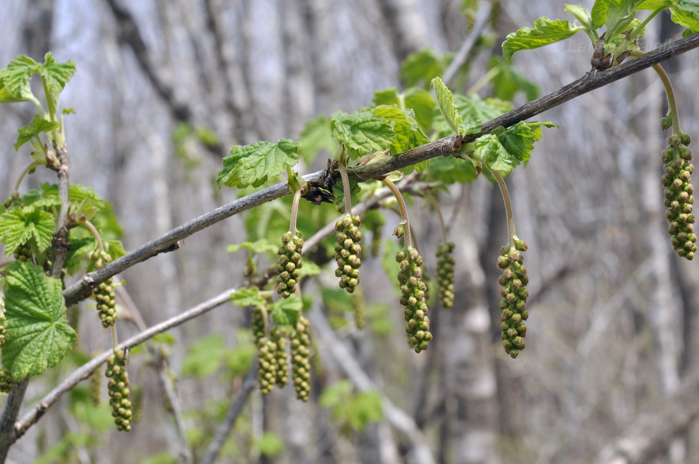 Изображение особи Ribes mandshuricum.