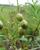 Linum boreale. Верхушка растения с плодами-коробочками. Коми, Интинский р-н, Нац.парк \"Югыд Ва\", левый берег р. Кожим, пойма.29.07.2010.