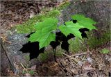 Acer platanoides. Молодое растение. Московская обл., Раменский р-н, окр. дер. Хрипань, садовый участок. 21.05.2025.