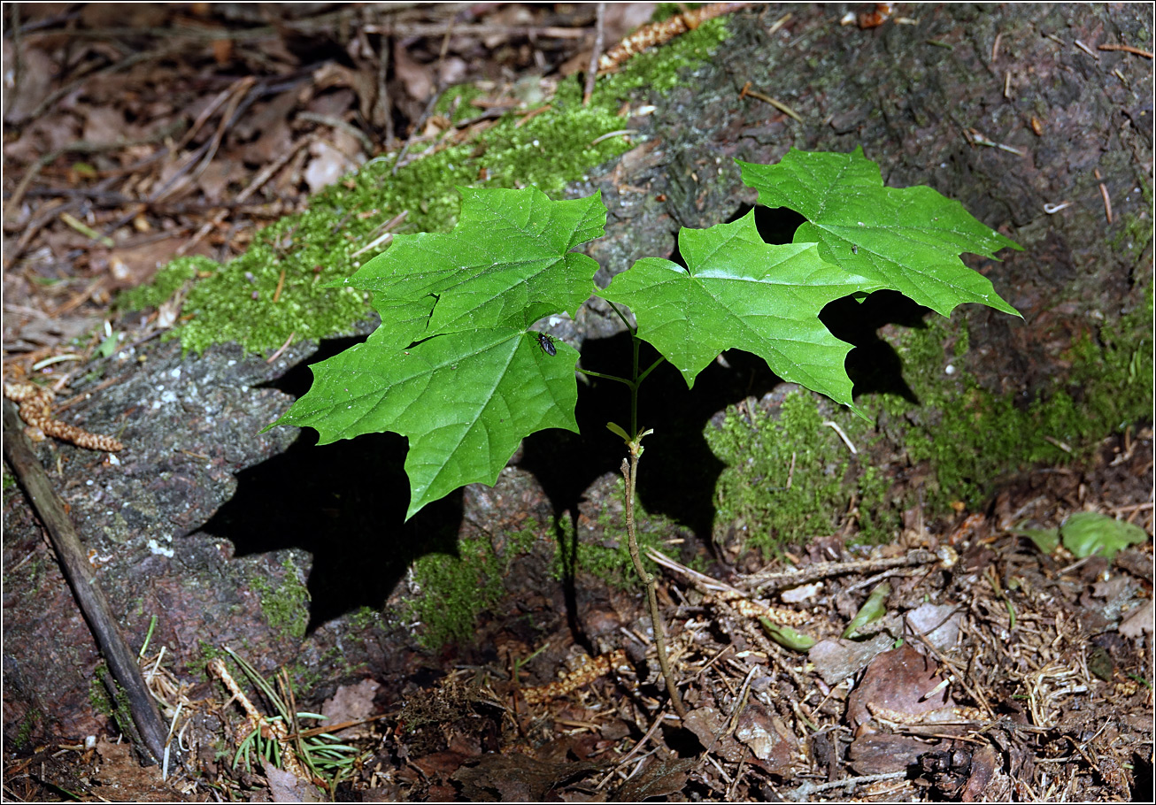 Image of Acer platanoides specimen.