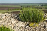 Artemisia salsoloides. Растение с развивающимися соцветиями. Оренбургская обл., Саракташский р-н, Жёлтинский сельсовет, окр. Кандуровского карьера, зарастающий склон карьера. 29 мая 2024 г.