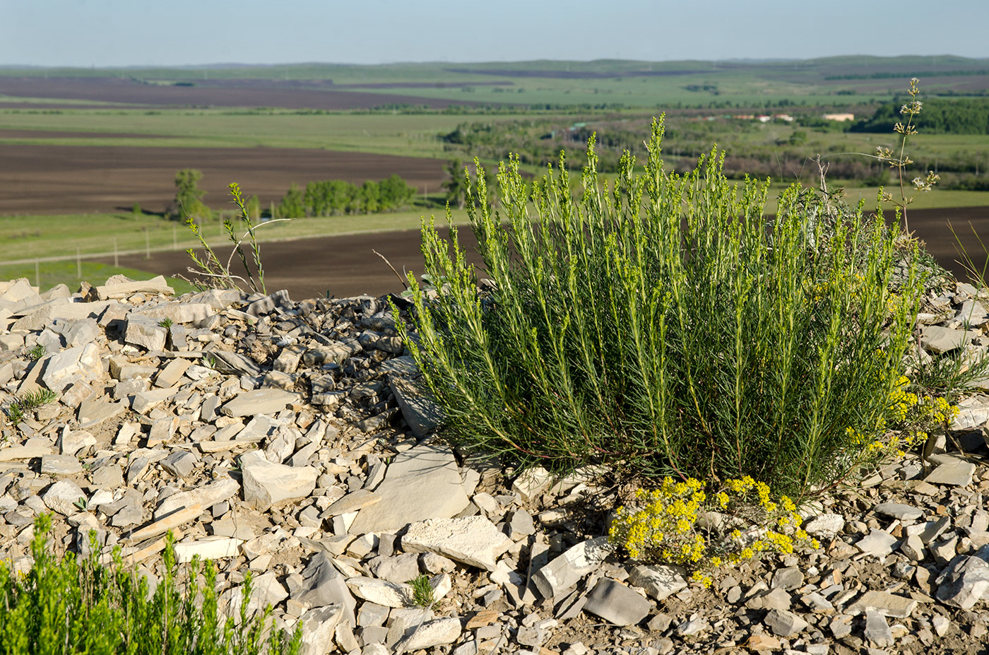 Image of Artemisia salsoloides specimen.