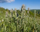 Stachys germanica. Зацветающее растение. Краснодарский край, Крымский р-н, окр. ст-цы Неберджаевская, гора Долгая, ≈ 300 м н.у.м., остепнённый луг. 14.05.2025.