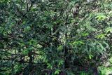 Torreya grandis