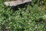 Zygophyllum fabago