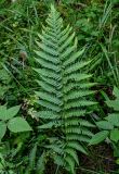 Dryopteris filix-mas