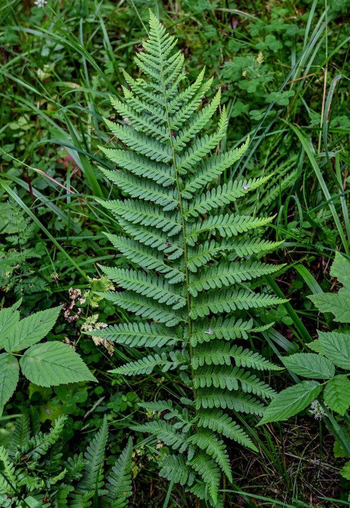 Image of Dryopteris filix-mas specimen.