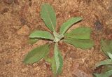 Verbascum songaricum