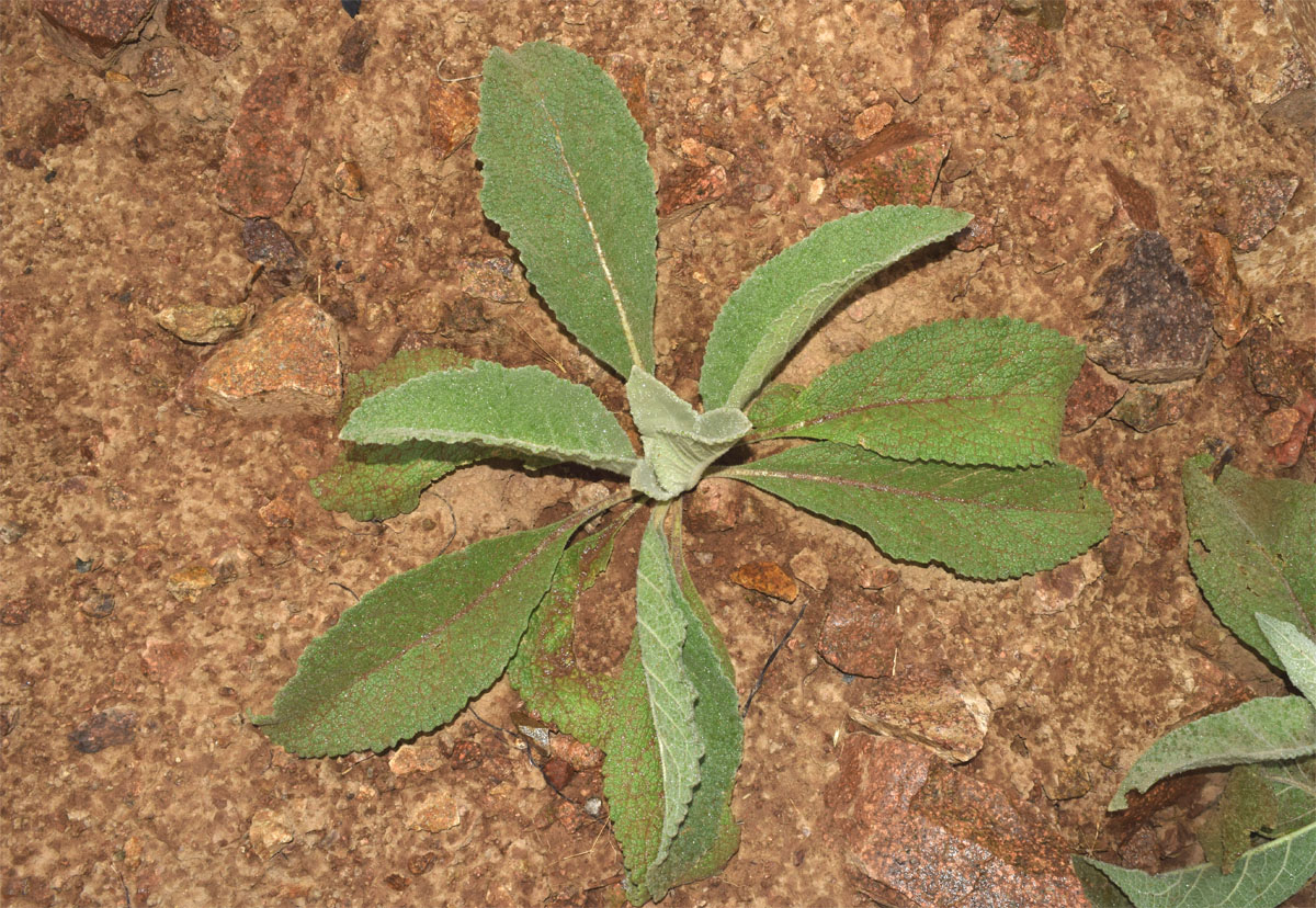 Изображение особи Verbascum songaricum.