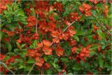Chaenomeles japonica. Часть ветви с цветками и бутонами. Московская обл., Раменский р-н, окр. дер. Хрипань, садовый участок. 18.05.2025.