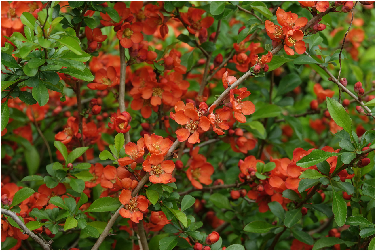 Image of Chaenomeles japonica specimen.